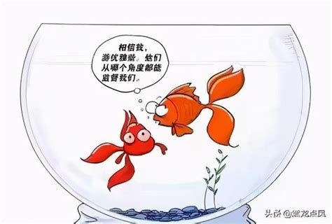 金魚缸效應行政學